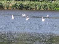 Рябушки з panoramio.com