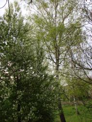 Снятин з panoramio.com