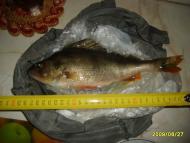 Лебедин з panoramio.com