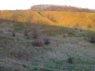 Мачухи з panoramio.com