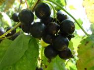 Звози з panoramio.com