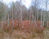 Ковалин з panoramio.com