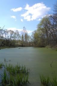 Рудня-Новенька з panoramio.com