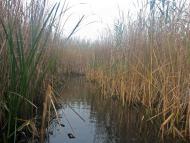 Горошине з panoramio.com