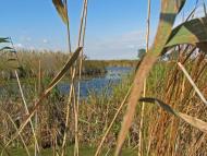 Горошине з panoramio.com