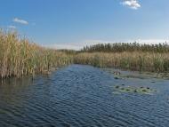 Горошине з panoramio.com