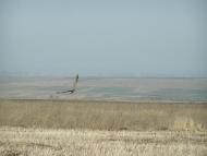 Новоставці з panoramio.com