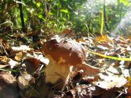 Яворівка - Останні фото