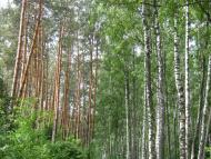 Дубовичі з panoramio.com