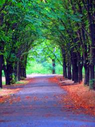 Менжинське з panoramio.com