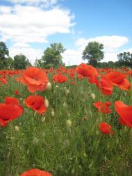 Григоро-Іванівка з panoramio.com
