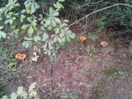 Рясне-Руське з panoramio.com