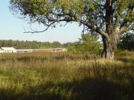 Чорноплатове з panoramio.com
