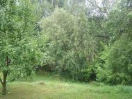 Шевченкове з panoramio.com