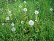 Ставчани з panoramio.com