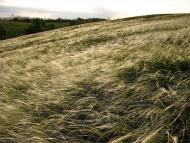 Жовтневе - Останні фото