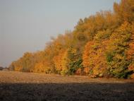 Зарічне з panoramio.com