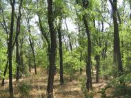 Приморське з panoramio.com