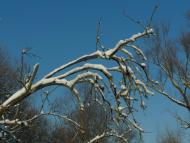 Тарноруда - Останні фото