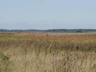 Горошине з panoramio.com