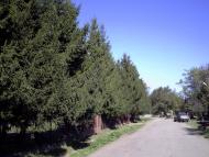 Вилок з panoramio.com