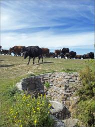 Михайлівка з panoramio.com