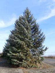 Віньківці з panoramio.com