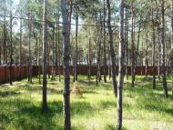 Коблеве з panoramio.com