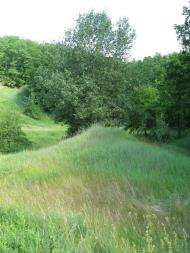 Вільшани з panoramio.com