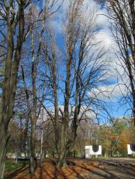 Менжинське з panoramio.com