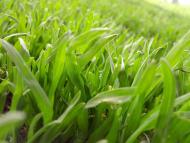 Перегонівка - Останні фото