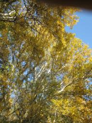 Приморське з panoramio.com