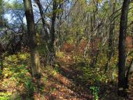 Широка Дача з panoramio.com