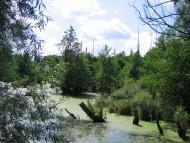 Рябушки з panoramio.com