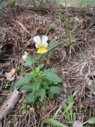 Деменці з panoramio.com