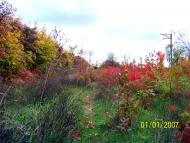 Широка Дача з panoramio.com