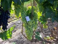 Кошарське з panoramio.com