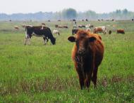 Волиця з panoramio.com