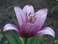 Масківці з panoramio.com