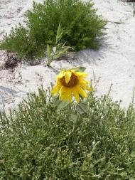 Роздольне з panoramio.com