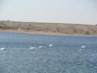 Протопопівка з panoramio.com