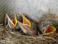 Віньківці з panoramio.com