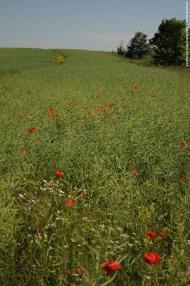 Ворониця з panoramio.com