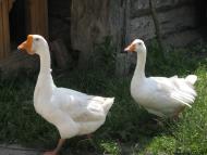 Сирники з panoramio.com