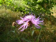 Бейзимівка з panoramio.com