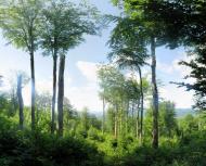 Поляниця з panoramio.com