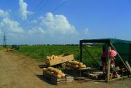 Ромашкине з panoramio.com