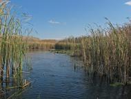 Горошине з panoramio.com