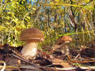 Яворівка - Останні фото