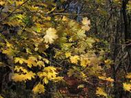 Широка Дача з panoramio.com